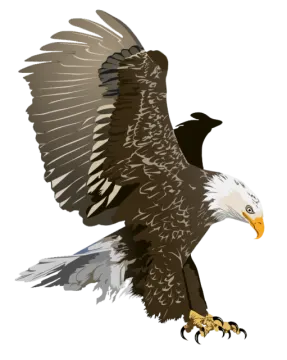 an eagle flying with its wings spread out