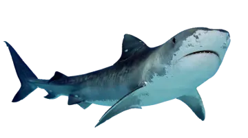 a great white shark swimming in the ocean