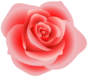 a red rose on a white background