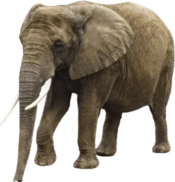 an elephant standing in front of a white background