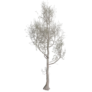 an olive tree on a white background