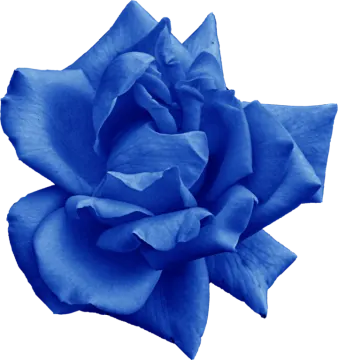 a blue rose on a white background