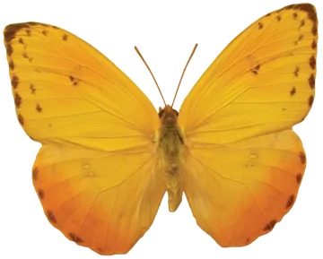 a yellow butterfly on a white background