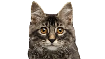 a black and white cat with yellow eyes