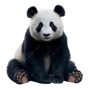 a panda bear sitting down on the ground