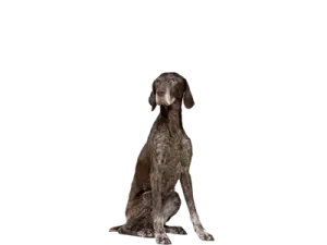 a brown and white dog sitting on the ground
