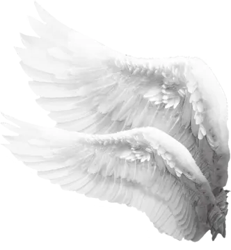a pair of white wings on a white background