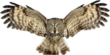 an owl spreads its wings in the air