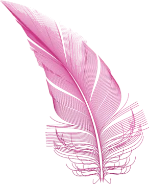 a pink feather on a white background