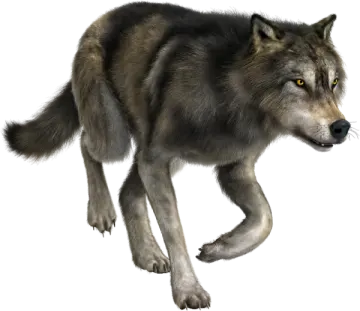 an image of a wolf with yellow eyes