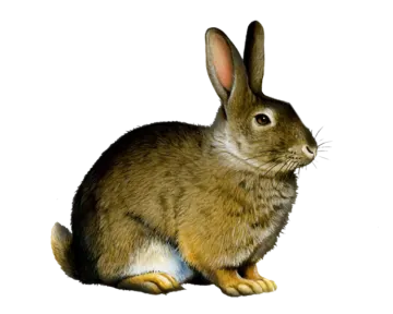 an illustration of a rabbit