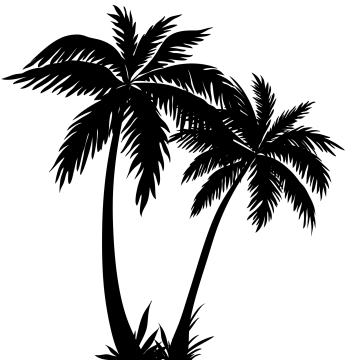 a palm tree silhouetted against a white background