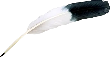 a black and white feather on a white background