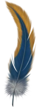 a blue and yellow feather on a white background