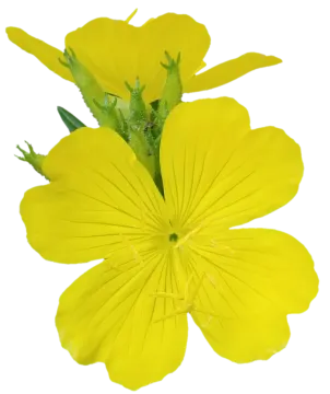 a yellow flower on a white background