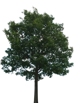 a large tree on a white background