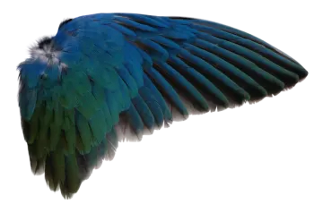 a blue and green bird with its wings spread