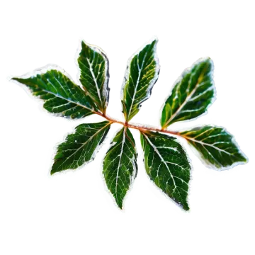 a green leaf on a white background