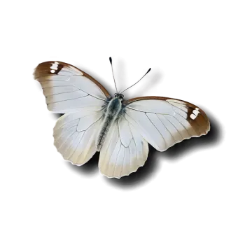 a white and brown butterfly sitting on top of a table