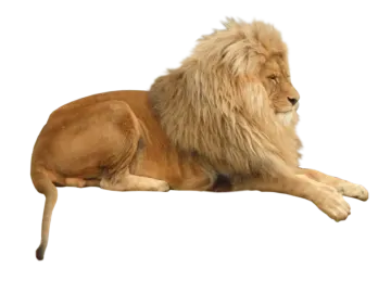 a lion laying down on a white background