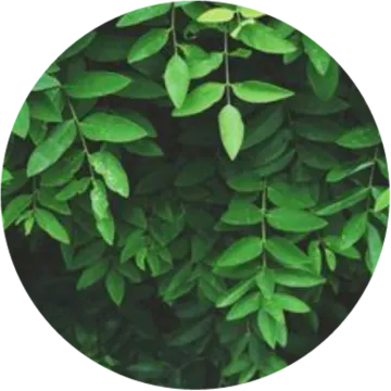 a green plant with leaves in the center