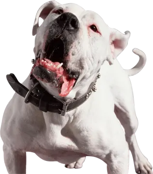 a white and black dog with its mouth open