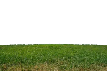 a field of green grass