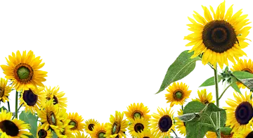 a border of sunflowers on a white background