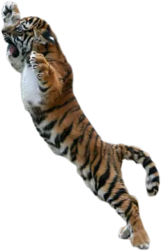 a tiger is jumping up in the air
