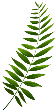 a green leaf on a white background