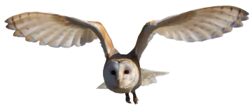 a barn owl in flight with its wings spread