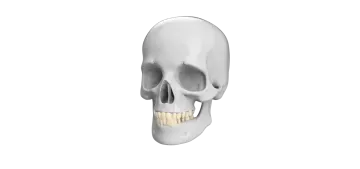 a human skull on a white background