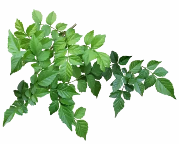 a branch with green leaves on it
