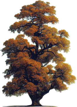 a large tree with orange leaves on it