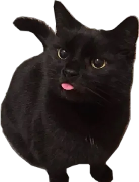 a black cat with its tongue sticking out