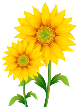 two yellow sunflowers with green leaves