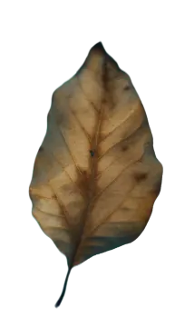 a leaf that is laying on the ground
