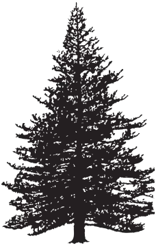 a silhouette of a pine tree