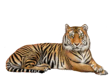 a drawing of a tiger laying down