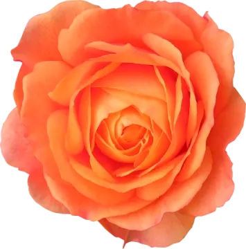 an orange rose flower on a white background