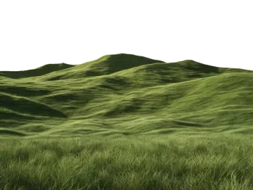 a field of green grass