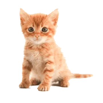 a small kitten sitting on a white surface