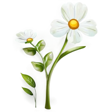 two white flowers on a white background