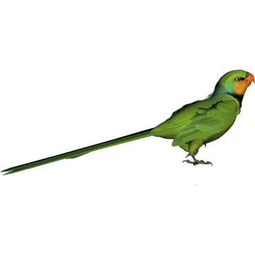 a green bird standing on top of a white surface