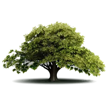 a tree with green leaves on it