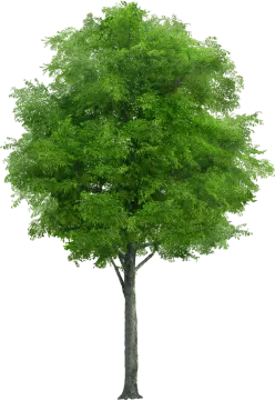 a tree on a white background