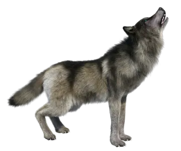 a wolf standing in front of a white background
