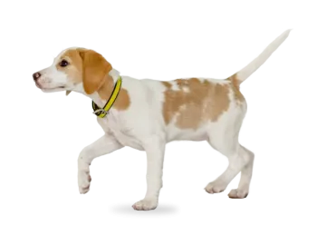 a small brown and white dog with a yellow collar