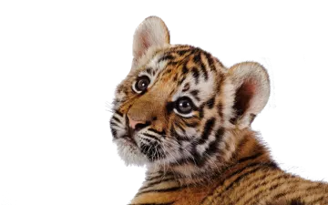 a close up of a small tiger cub
