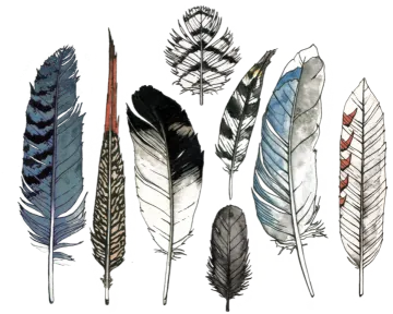 a collection of feathers in different colors